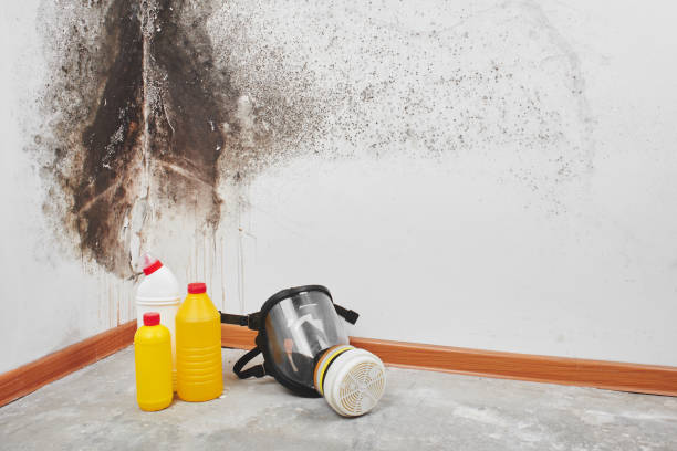 Best Attic Mold Removal  in Manistique, MI