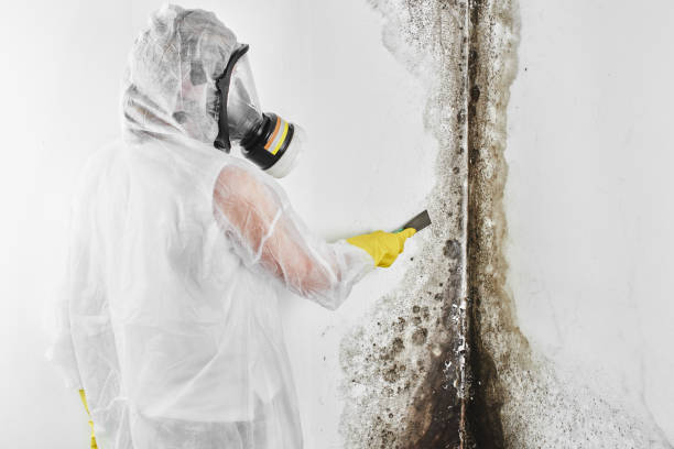 Best Residential Mold Removal  in Manistique, MI