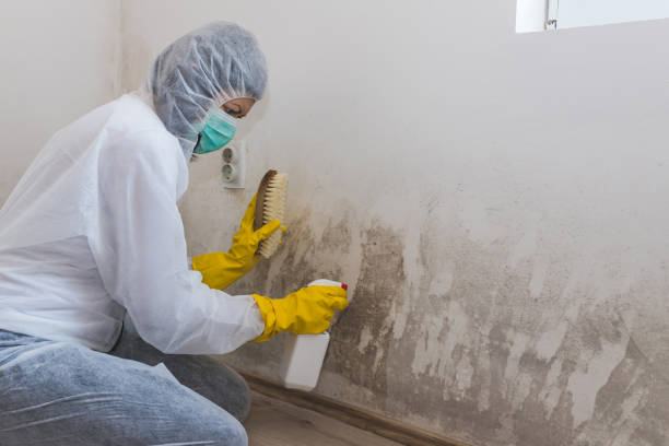 Best Home Mold Removal  in Manistique, MI