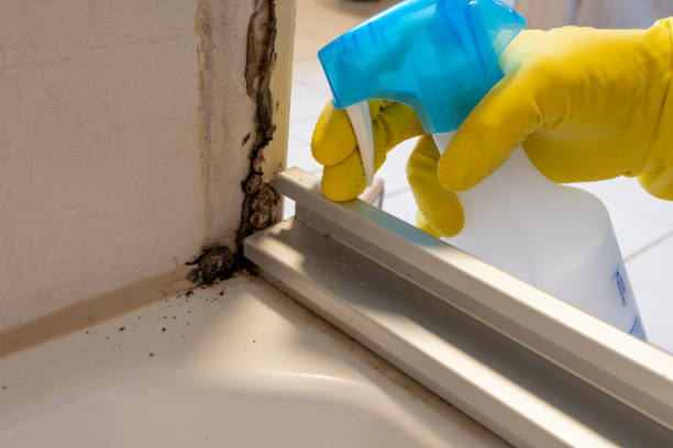 Best Professional Mold Removal  in Manistique, MI