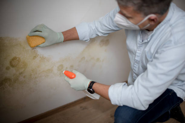 Best Certified Mold Removal  in Manistique, MI