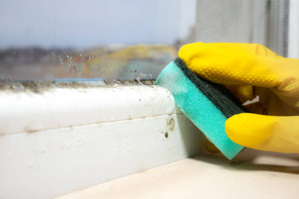 Best Toxic Mold Removal  in Manistique, MI