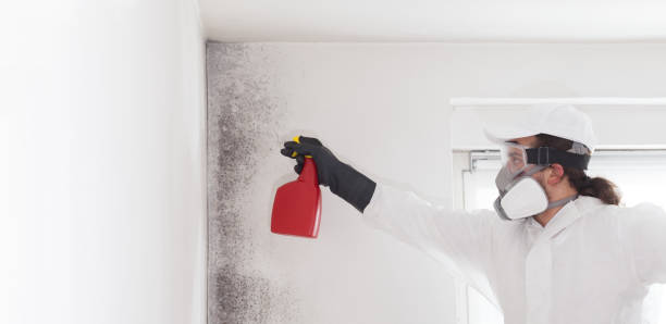 Best Black Mold Removal  in Manistique, MI