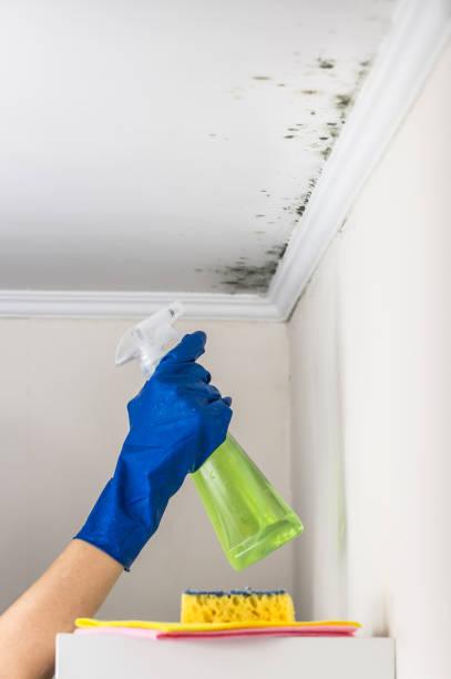 Best Toxic Mold Removal  in Manistique, MI