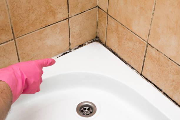 Best Professional Mold Removal  in Manistique, MI